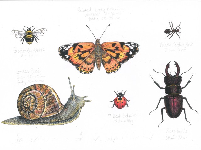 An image of some hand drawn insects.